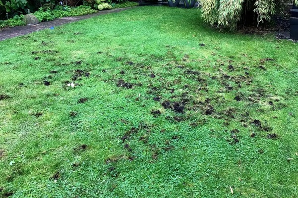 Schade door engerlingen in het gazon met losliggende en geel verkleurde grasmat